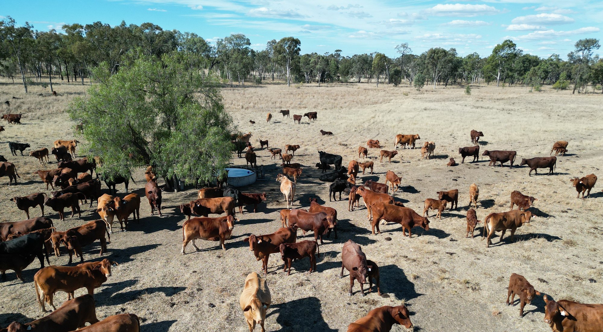 GACDD_CattleAroundWaterPoint_2025